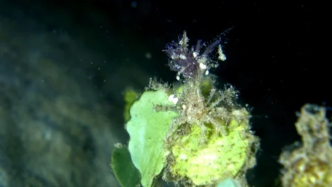 Unknown decorator crab with hydroid and soft coral on top walking on leaf Video stock 112473481