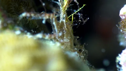 Unknown decorator crab with hydroid and soft coral on top Stock Footage 113027124