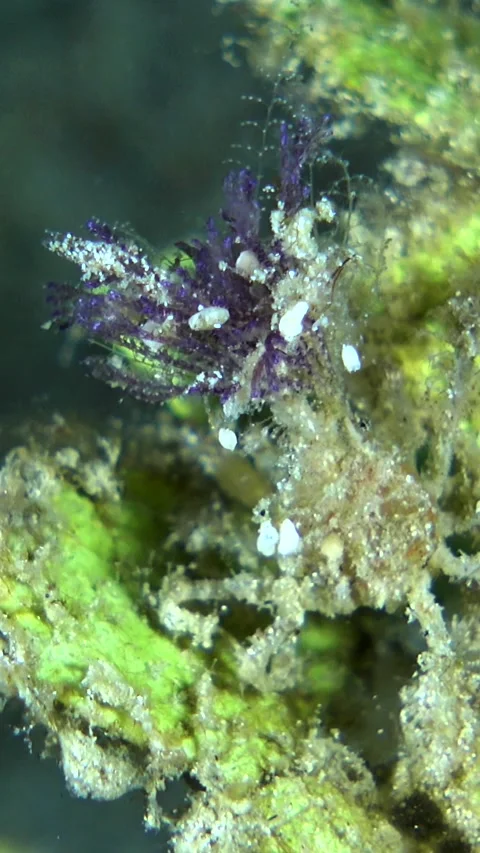 Unknown decorator crab with hydroid and soft coral on top walking on leaf Video stock 227818637