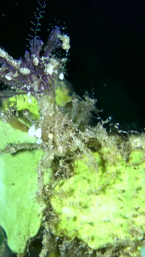 Unknown decorator crab with hydroid and soft coral on top walking on leaf Video stock 228832945