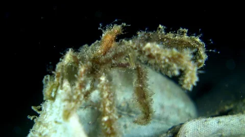 Unknown decorator spider crab opening and closing its legs Video stock 112473065
