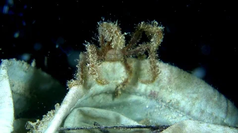 Unknown decorator spider crab opening and closing its legs Stock Footage 112473247