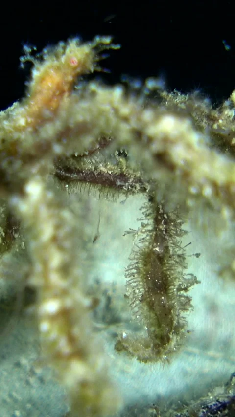 Unknown decorator spider crab opening and closing its legs Video stock 228832907