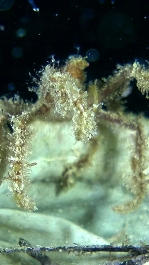 Unknown decorator spider crab opening and closing its legs 스톡 동영상 228832924