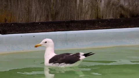Unknown disease affects western gulls in southern California, EEUU, US - 13 Aug  Video stock 314801738