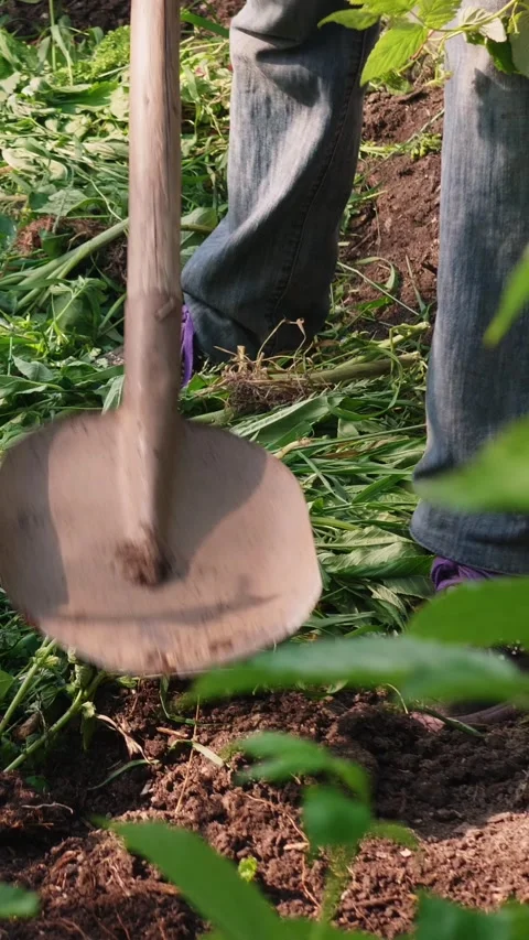 Unknown farmer with shovel pours soil on green weeds to form compost heap Stock Footage 269393466