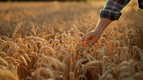 Unknown farmer touching wheat ear with palm of the hand Stock Photos
