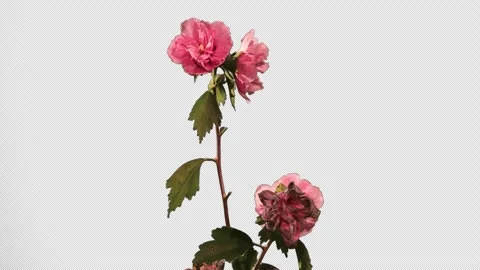 Unknown flower buds open into full red blossom, 4K. Stock Footage 243868881