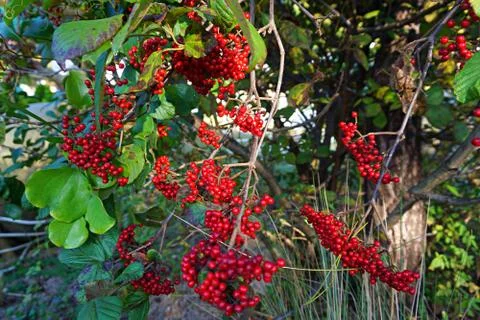 Unknown fruit in autumn tree Stock Photos