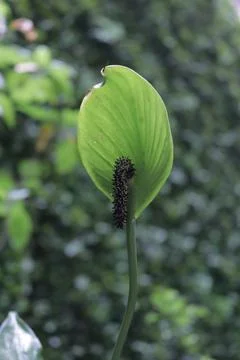 Unknown fruit, but eventually blackened and died 스톡 사진