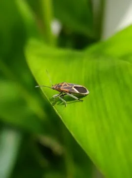 Unknown insect on the leaf Stock Photos