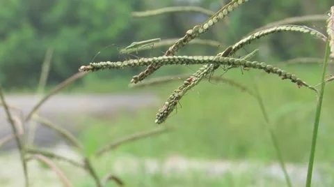 Unknown insert capture Stock Footage 64725304