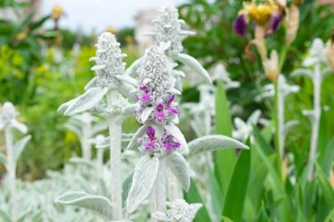 Unknown Lavender Flower Stock Photos
