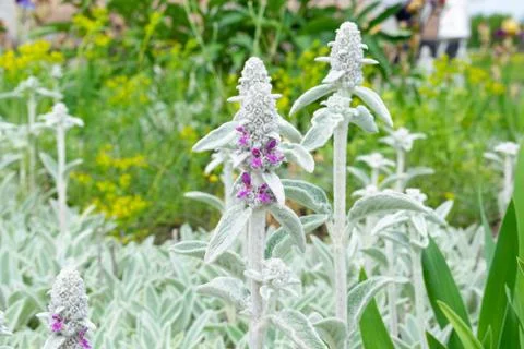Unknown Lavender Flower Stock Photos