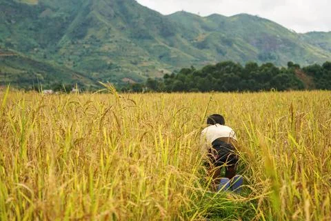 Unknown Malagasy boy weeding grass in rice field, working on his knees, vie.. Stock Photos