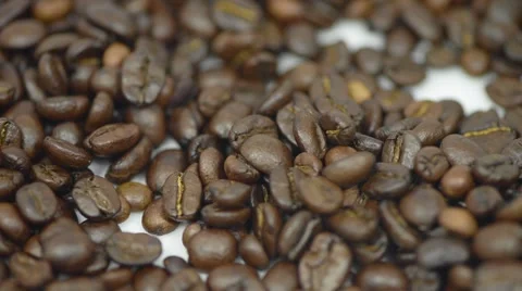 Unknown man picking coffee beans on white background Stock Footage 60119371