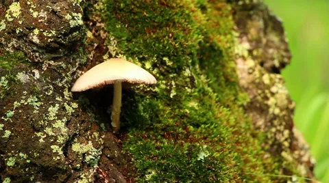 Unknown mushroom on the tree trunk in moss Stock Footage 65951789