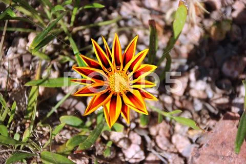 Unknown orange beach flower. porto cervo Stock Photos