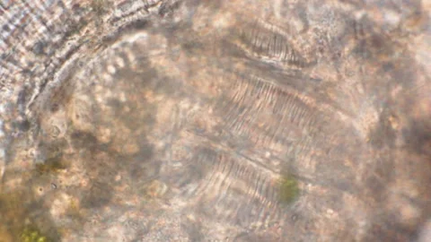 An unknown organism moves under a microscope. Stock Footage 106504985