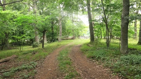 Unknown Path in a Park or Forest. 4K Ultra HD Stock Footage 83712838