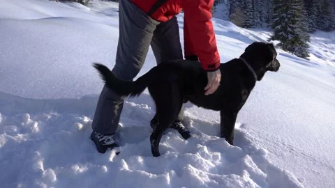Unknown person and a black Labrador dog having fun Stock Footage 172143161