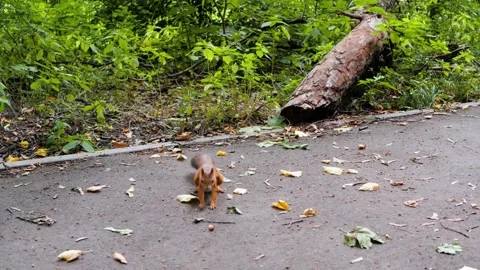 An unknown person feeds a squirrel nuts in the park. A fallen tree in the Vidéo 206157510