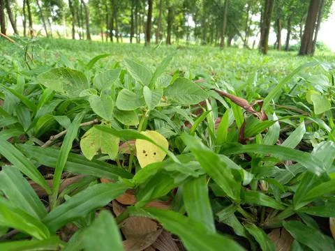 Unknown plant in the grass. Fotos Stock