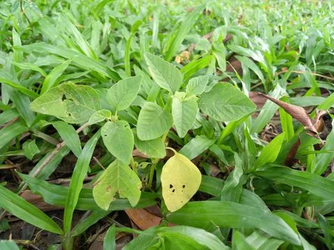 Unknown plant in the grass. Fotos de archivo