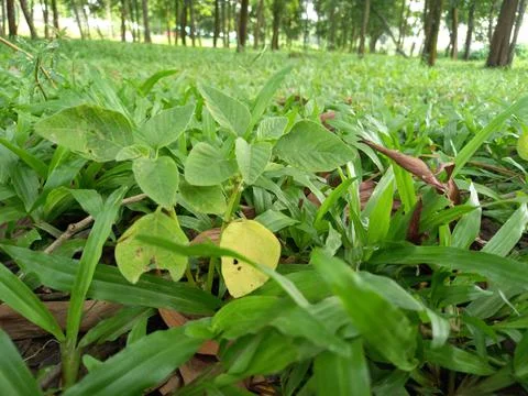Unknown plant in the grass. Fotos Stock