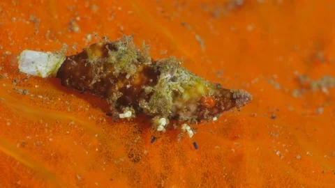Unknown shrimp on orange color algae Stockbeeldmateriaal 83234023