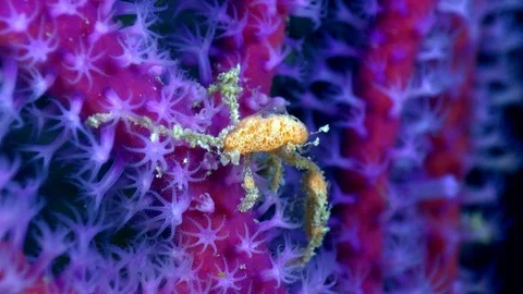 Unknown specie of decorator crab moving on purple gorgonian fan Video stock 112473074