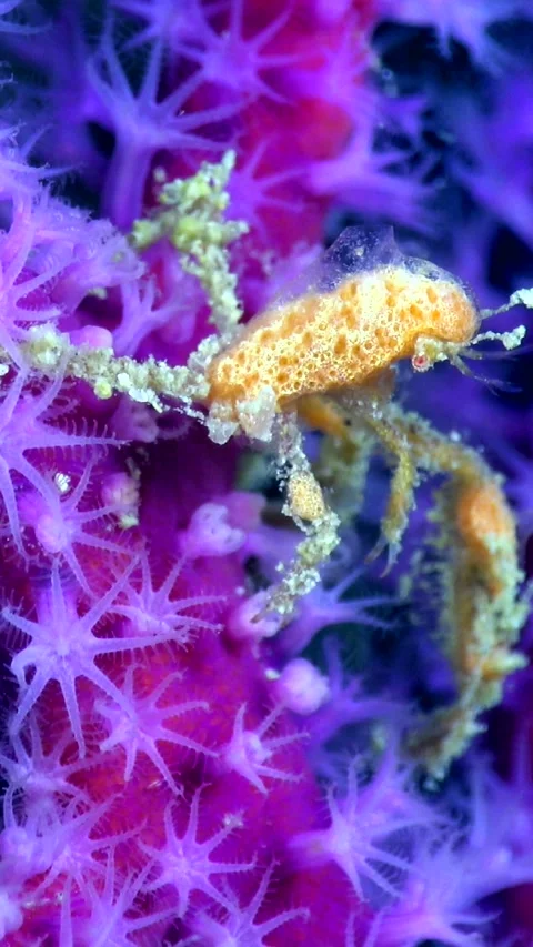 Unknown specie of decorator crab moving on purple gorgonian fan Stock-Footage 228832923