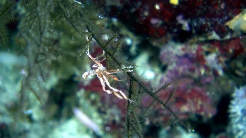 Unknown specie of spider crab walking on soft coral branch Stock Footage 112472808