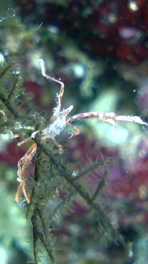 Unknown specie of spider crab walking on soft coral branch Stock Footage 228832906