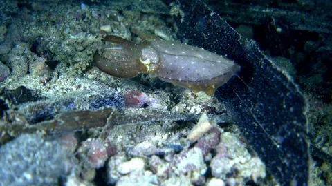 Unknown specie of tiny cuttlefish changing color and hovering over rubble Stock Footage 112473455