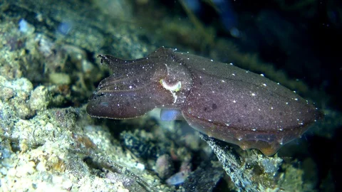 Unknown specie of tiny cuttlefish changing color and catching food Stock Footage