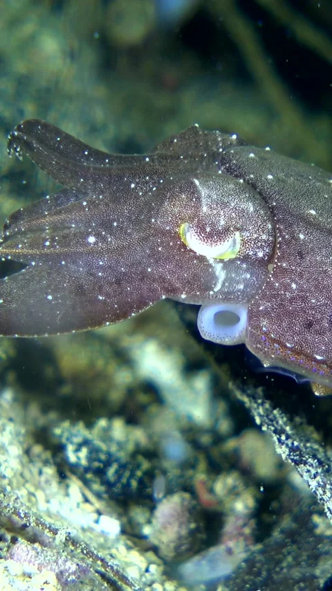 Unknown specie of tiny cuttlefish changing color and catching food Stock Footage 228832978