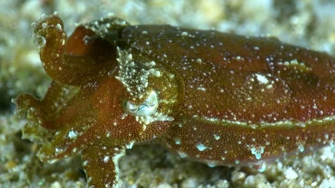 Unknown specie of tiny cuttlefish staying still over rubble with 2 tentacles up Video stock 112473529