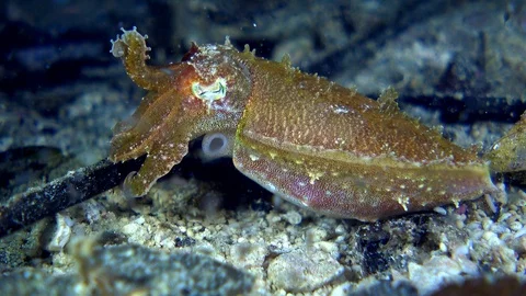 Unknown specie of tiny cuttlefish staying still over rubble with 2 tentacles up Stock Footage 112473539