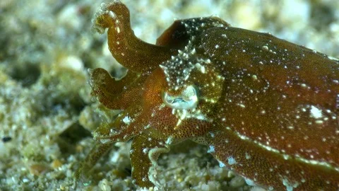 Unknown specie of tiny cuttlefish staying still over rubble with 2 tentacles up Stock Footage 112473647