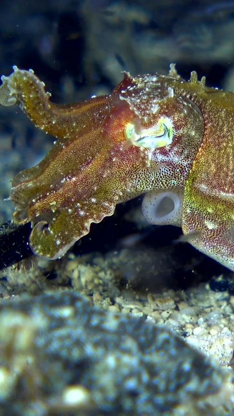 Unknown specie of tiny cuttlefish staying still over rubble with 2 tentacles up Stock Footage 228832944