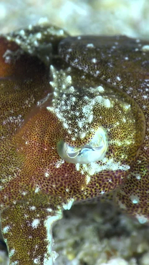 Unknown specie of tiny cuttlefish staying still over rubble with 2 tentacles up Video stock 228832955