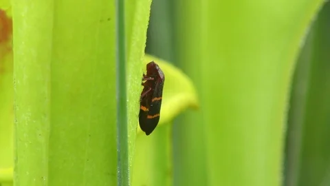 Unknown species of Leafhopper resting on Yellow Pitcher Plant, SE USA Stock Footage 76852355