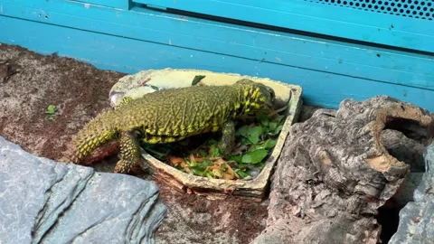 Unknown species of lizards iguana Stock Footage 220378874