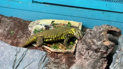 Unknown species of lizards iguana Stock Footage 220378875
