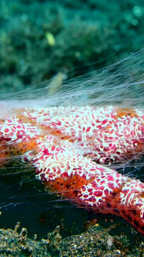 Unknown starfish covered with white filament expanding and retracting Video stock 228830188