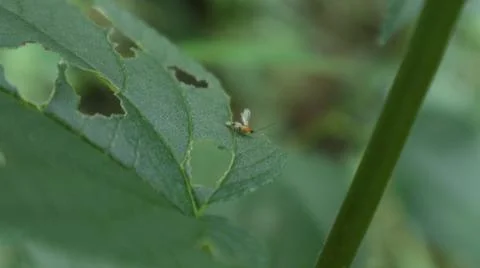 An unknown tiny insect with an orange head and a white abdomen Stock Photos