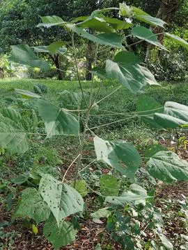 The unknown tree Stock Photos