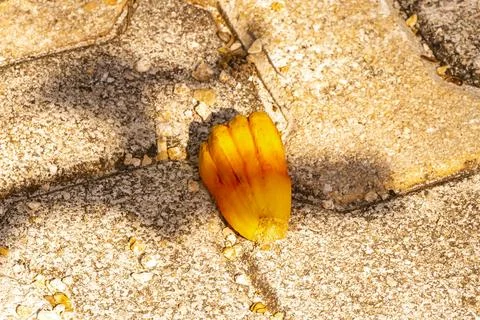Unknown tropical fruit nut on ground in Mexico. Fotos de archivo