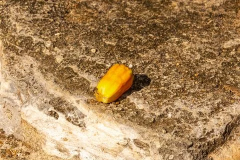 Unknown tropical fruit nut on ground in Mexico. Fotos de archivo
